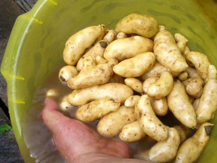 organsko pridelan krompir